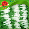 Organic Cultivated Vegetable fresh pakchoi cabbage